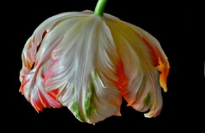 Umbrella Tulip